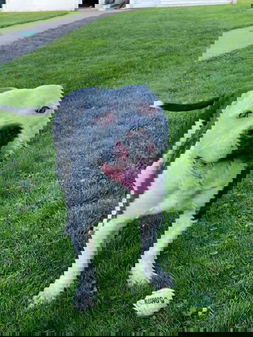 Barker