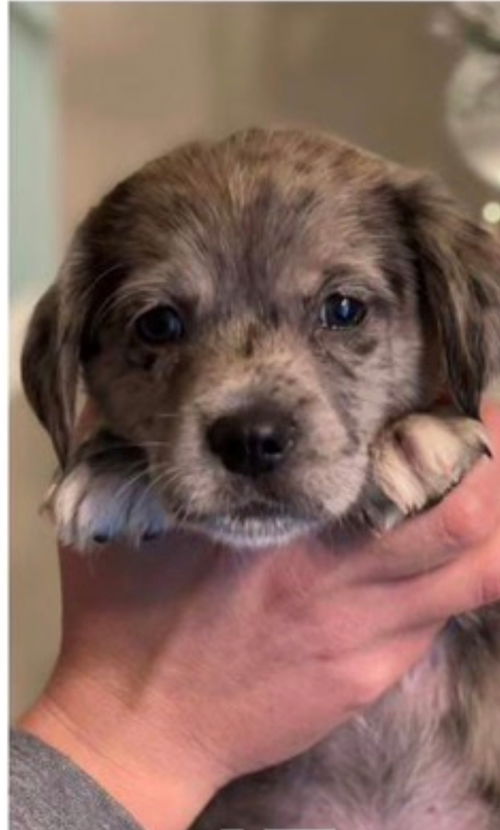 Griffen (G Litter)