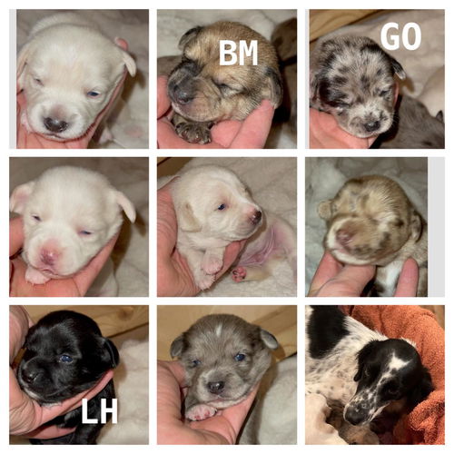 Glory (G Litter)