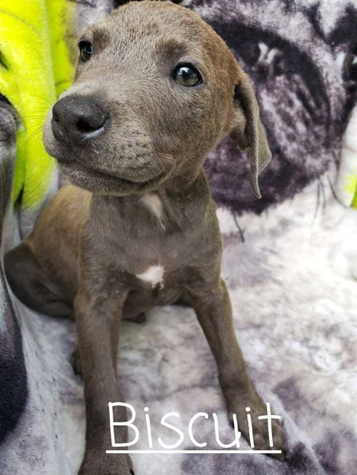Biscuit