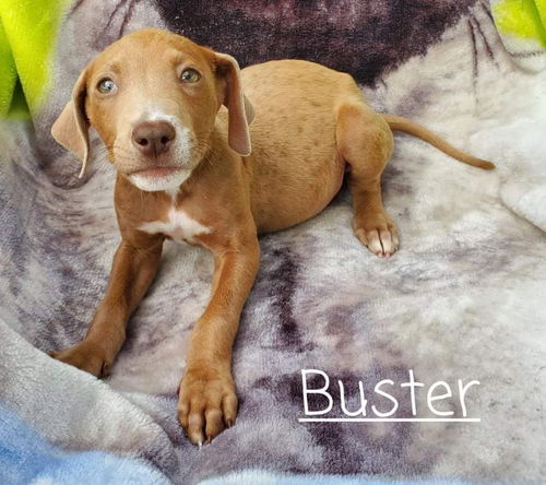 Buster