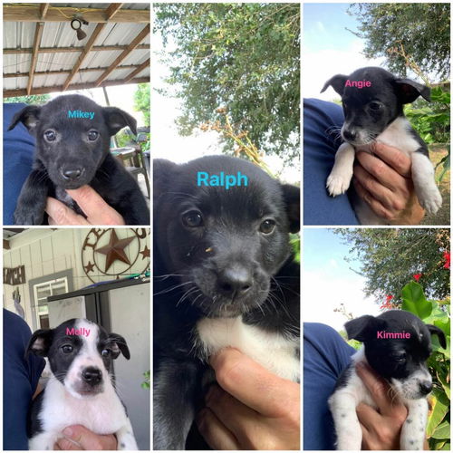 Tiny Terrier Puppies