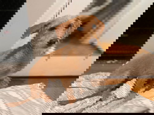 Tom
