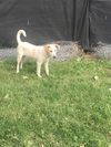 Bailey