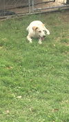 Bailey