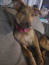 Brody