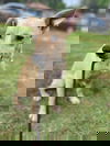 Gino