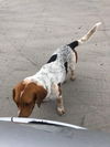 Budy