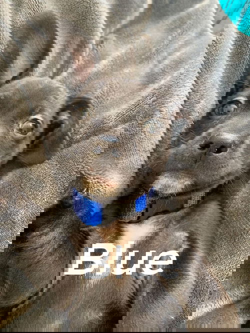 Blue