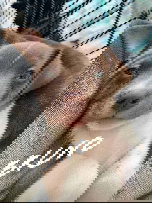 Bruno