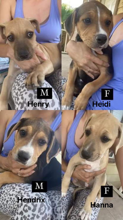 Heidi