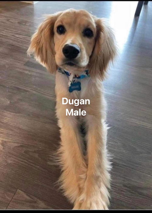 Dugan