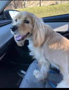 Dugan