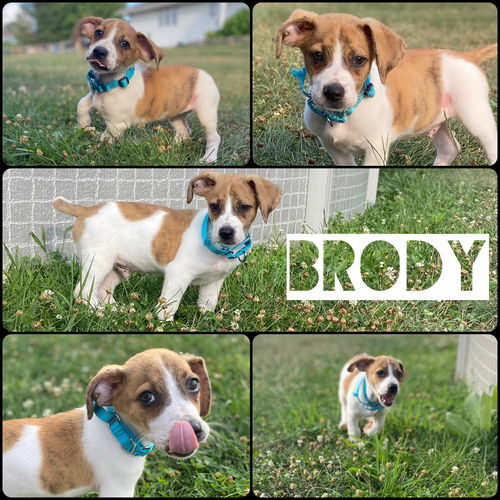 Brody
