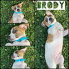 Brody