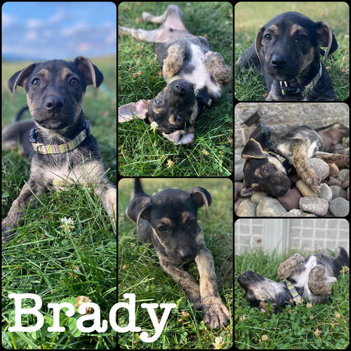 Brady