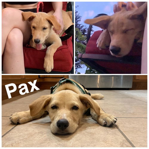 Pax