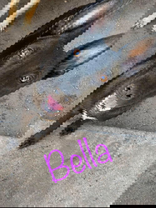 Bella