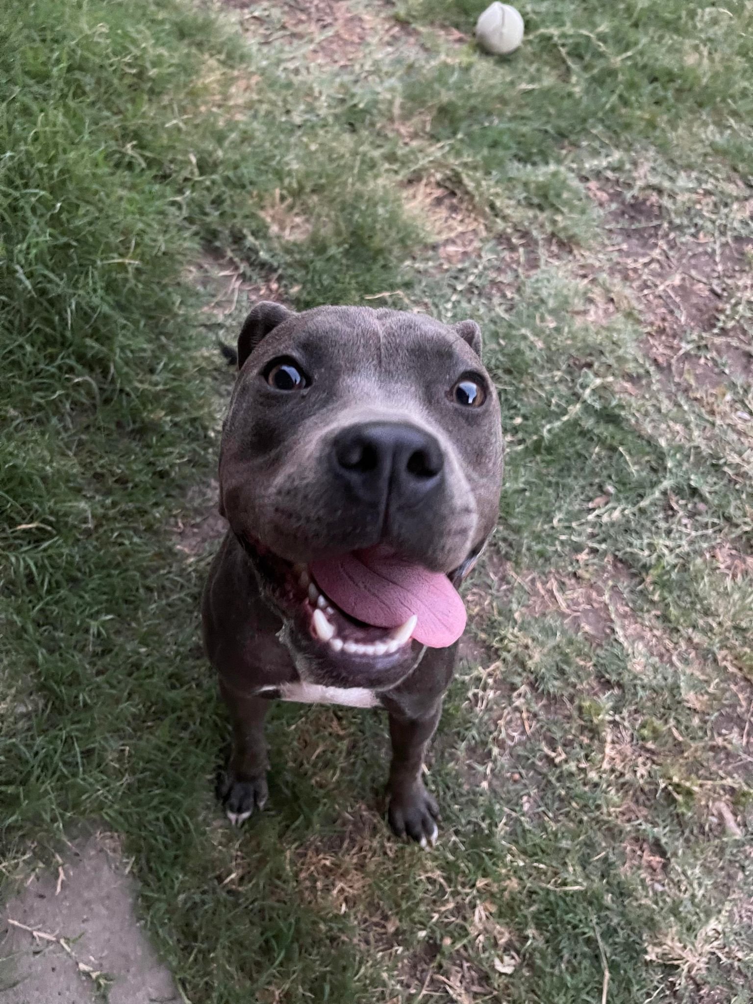 adoptable Dog in Reading, PA named Lola