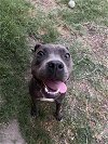 adoptable Dog in reading, PA named Lola