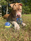 Baby (Ranger)