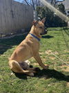 Scout (Carolina Dog)