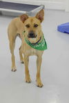 Scout (Carolina Dog)