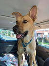 Scout (Carolina Dog)