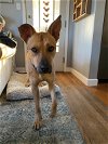 adoptable Dog in reading, PA named Scout (Carolina Dog)