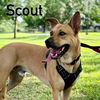 adoptable Dog in  named Scout (Carolina Dog)