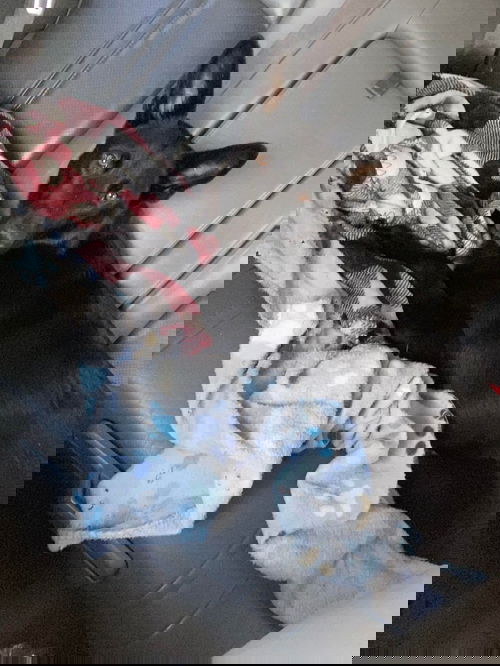 Blackye
