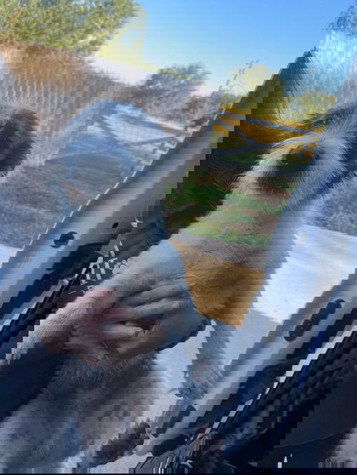 Hemmie
