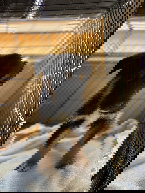 Bolt