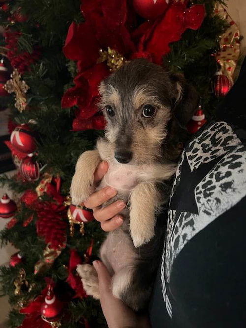 Bella