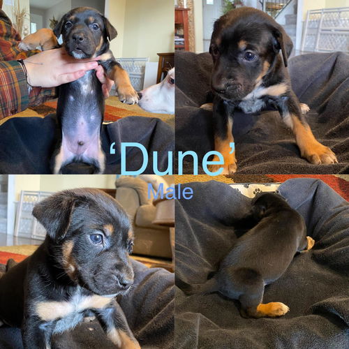 Dune