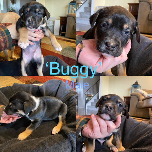 Buggy