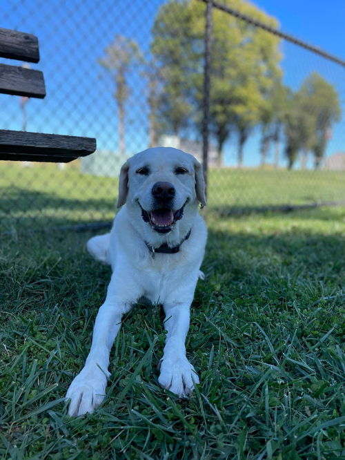 Bella Lab