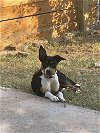 adoptable Dog in reading, pa, PA named Matcha