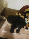 Prancer
