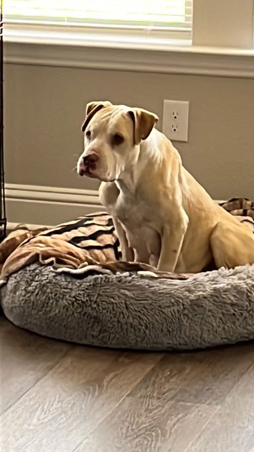 Gracie