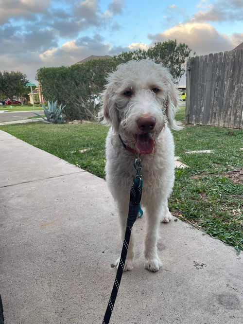 Buddy (doodle)