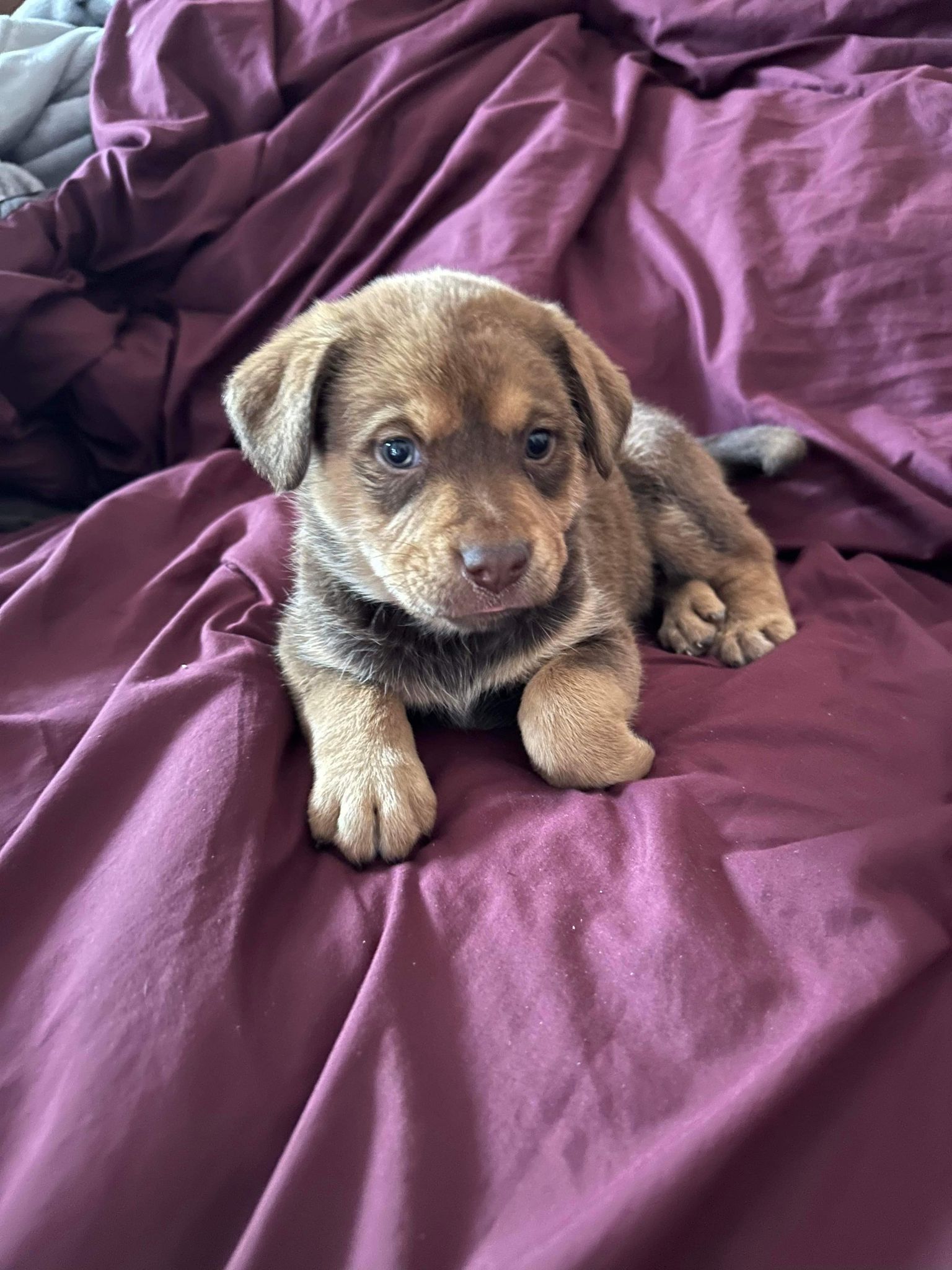 Dog For Adoption Willa A Australian Cattle Dog Blue Heeler In 