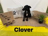 Clover