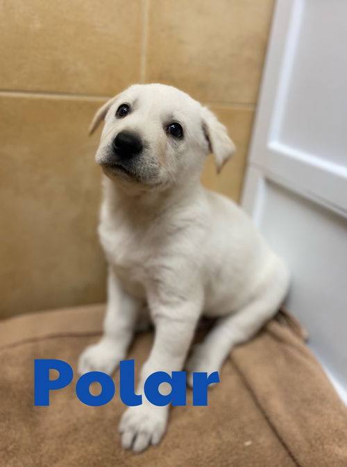 Polar