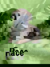 Pace