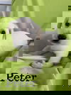 Peter
