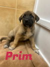 Prim