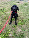 Boone