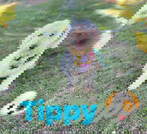 Tippy