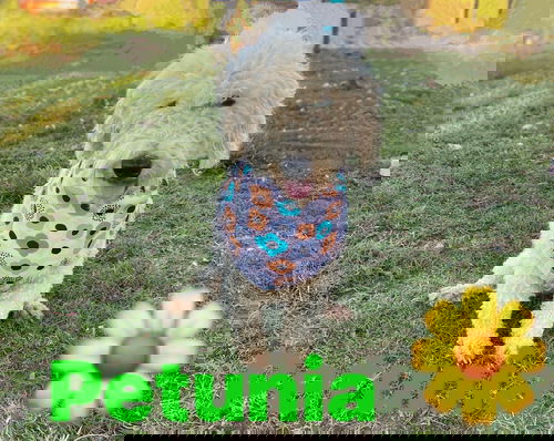 Petunia